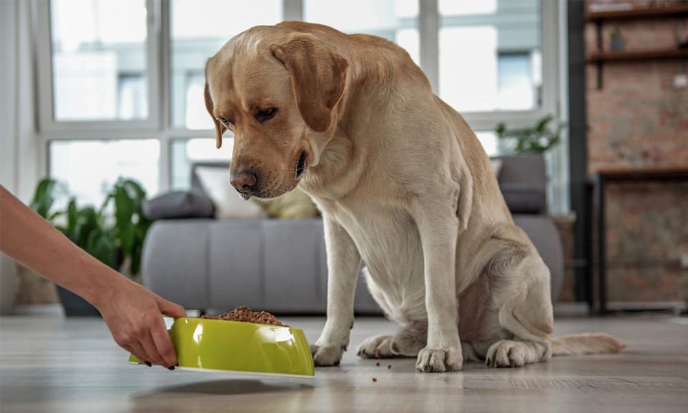 خرید غذای خشک سگ مفید مدل Work Dog 