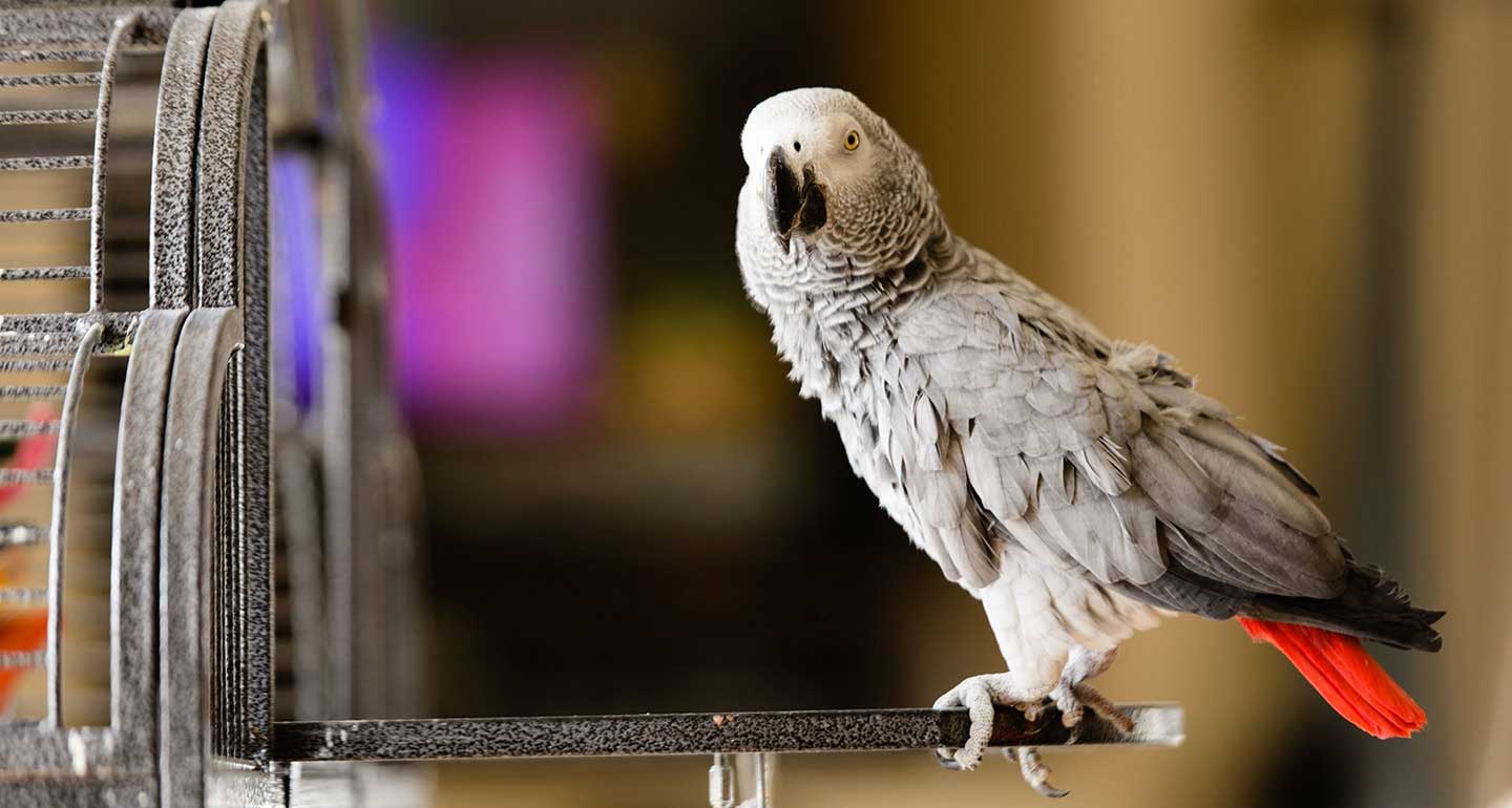 10 نوع پرنده که می توانیم در خانه نگهداریم