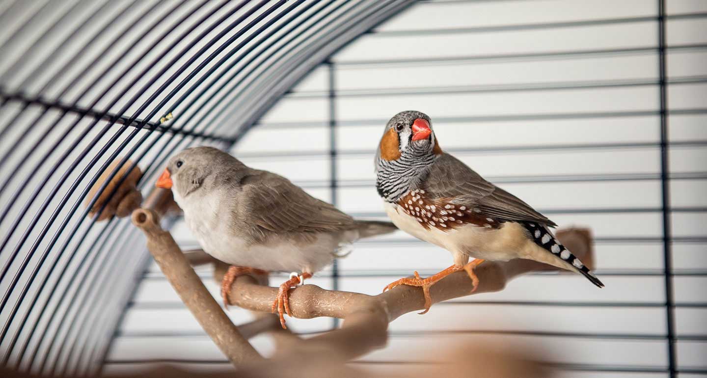 10 نوع پرنده که می توانیم در خانه نگهداریم