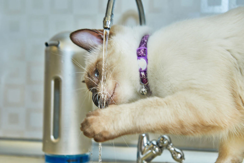 	آیا گربه های سیامی آب دوست دارند؟